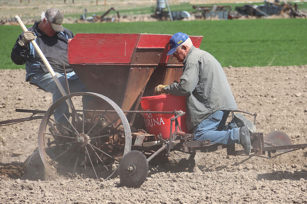 Legacy of the Plains Potatoes